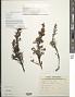 Baccharis varians Gardner