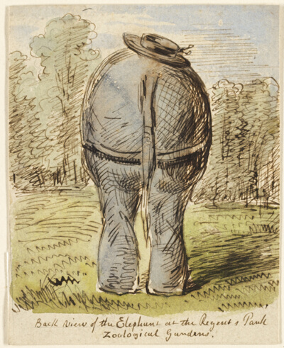 Back View of the Elephant at the Regent's Park Zoological
