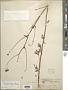 Bahia dissecta (A. Gray) Britton