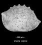 Bairdia wordensis Hamilton