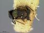 Barecyntus floridanus