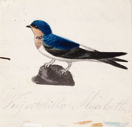 Barn Swallow