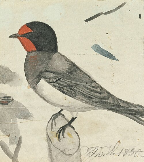 Barn Swallow