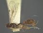 Barycnemis linearis