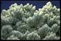 Baryte