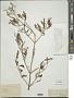 Basilicum polystachyon (L.) Moench