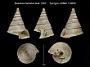 Basilissa babelica