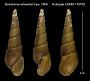 Basistoma edwardsii