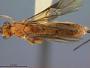 Bassus abdominalis