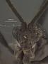 Bassus difficilis