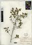 Bastardia limensis R.E. Fr.