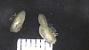 Bathymodiolus sp.