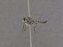 Bathypogon sp.