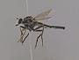 Bathypogon sp.
