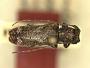 Batrachorhina fuscoplagiata