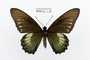 Battus chalceus
