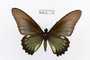 Battus lycidas