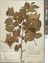 Bauhinia aculeata L.