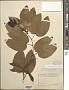 Bauhinia acuminata L.