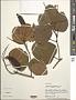Bauhinia brachycalyx Ducke