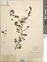 Bauhinia brachycarpa Wall. ex Benth.