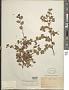 Bauhinia brachycarpa Wall. ex Benth.
