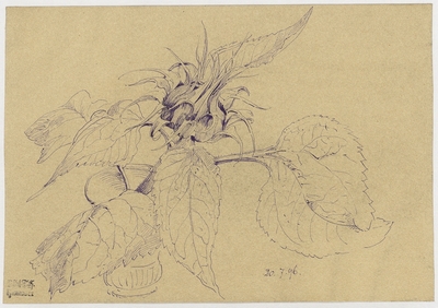Baum, Knospe