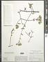 Bebbia juncea (Benth.) Greene var. juncea