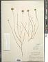 Bebbia juncea var. aspera Greene