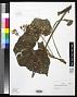 Begonia boraceiensis Handro
