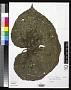 Begonia boraceiensis Handro