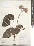 Begonia bracteosa A. DC.