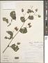 Begonia semperflorens Link & Otto