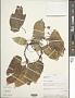 Begonia sp.