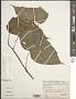 Begonia sp.