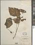 Begonia sp.