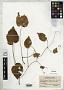 Begonia thyrsoidea Irmsch.