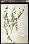 Bellonia spinosa Sw.