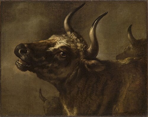 Bellowing Bull