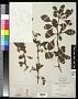 Berberis dielsiana Fedde