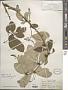 Berberis glauca Kunth
