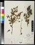 Berberis polyantha Hemsl.