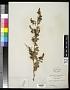 Berberis polyantha Hemsl.