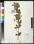 Berberis sp.