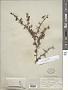Berberis sp.