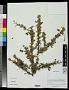 Berberis sp.