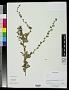 Berberis sp.