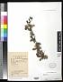 Berberis sp.