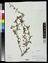 Berberis sp.