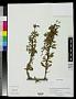 Berberis sp.